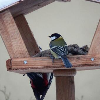 Hotel O?rodek Wczasowy "gronostaj"