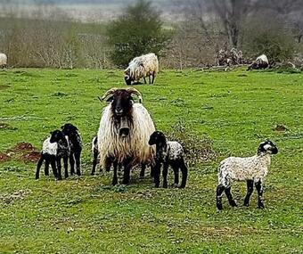 Agroturismo Casa Rural Edronekoa Ideal Parejas