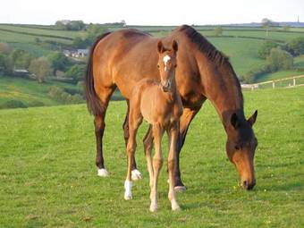 Bed & Breakfast Cadson Manor