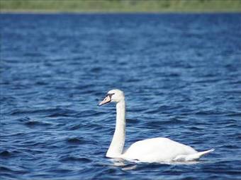 Loch Insh Chalets Ltd