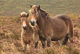Hostal Castle Hill Guest House