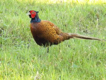 The Laurels Bed & Breakfast Lodge