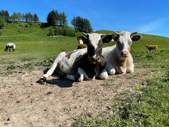 Bed & Breakfast Store Stensig (landlig Idyl Ved Frederikshavn)