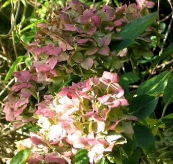 Bed & Breakfast Ednovean Farm