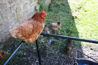 Bed & Breakfast The Manor House