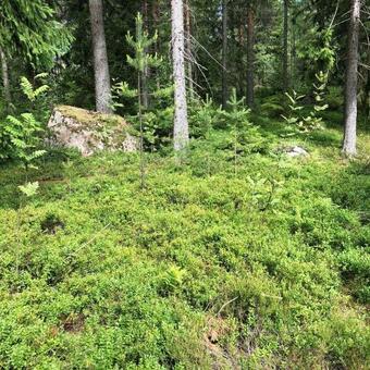 Honeyhill Villa Karhu