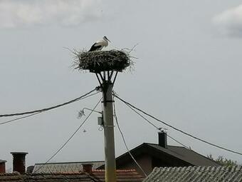 Bela Golobica Bogojina