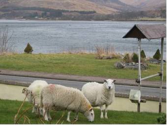 Hostal Stronchreggan View Guest House