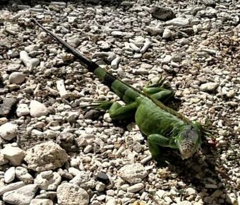 Apartamento Utila Chillin'