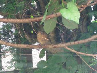 Bed & Breakfast Wellington Farm Guesthouse And Tea Room