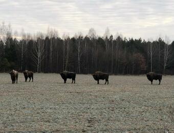 Apartament Hajstra Z Ogrodem