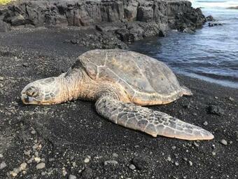 Humble Home In Hawaii
