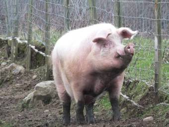 Agroturismo Clyne Farm Centre