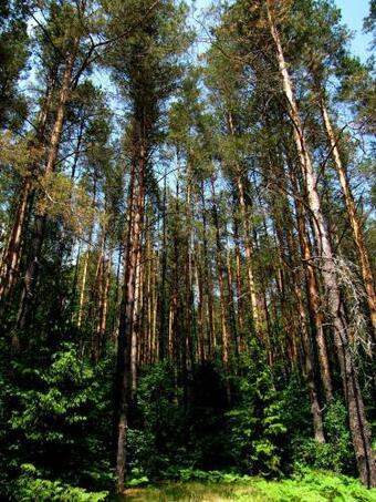 Villa Surami Savannah ?????? ??????