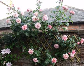 Bed & Breakfast Blue Swallow