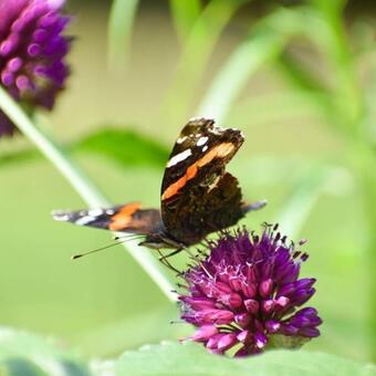 Chalet De Kleine Eekhoorn