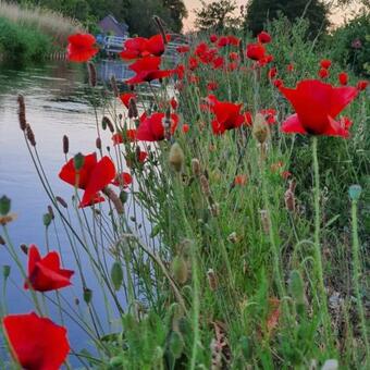 Bed & Breakfast De Vliegende Vlinder