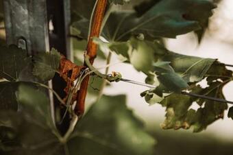 Agroturismo Weingut Kollerhof Am Eichberg