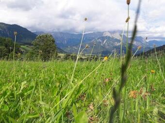 Apartment Haus Millauer