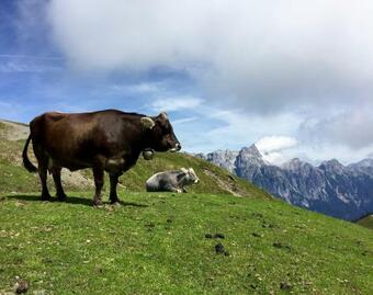 Apartamento Mountain Lodge