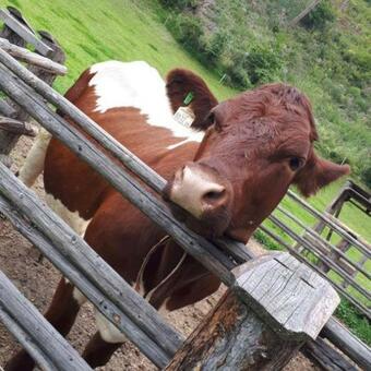 Agroturismo Ferienwohnung Sagmeister Wirtgut St. Andr�