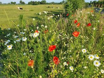 Apartamento Vakantiehuis De Wilgenhof