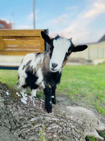 G�te Les Nymph�as