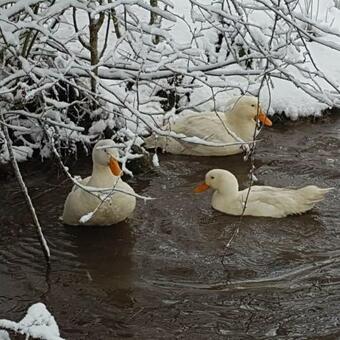 Bed & Breakfast Auverg'nature Chambre Cocon
