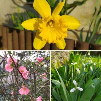 La Cabane Des Beaux Ch�nes