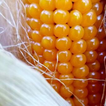 Waterfalls, Swimming Holes - Luxury Historic Home On The Stream