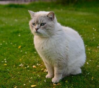 Bed & Breakfast La Frapperie