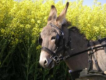 Hostal G�t' �ne Evasion