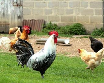 G�te De La Ferme De La C�te