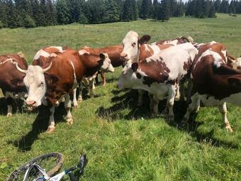 Apartamento La Cabane Du Mont De L'herba