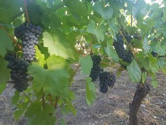 G�te L Or�e Du Lac