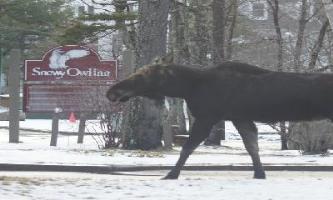 Posada Snowy Owl Inn And Resort