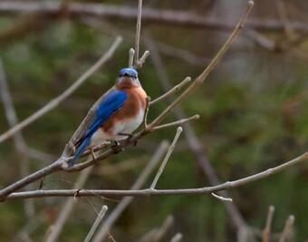 Bed & Breakfast Foster's Bethel Beach Inn