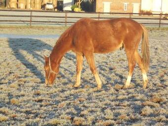 B&B Haras De La Cour Fleury