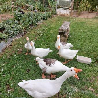 Villa Ma�lla, Studio Rez-de-jardin