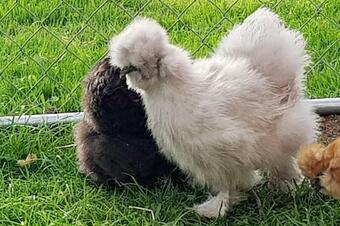 Bed & Breakfast Les P�relles