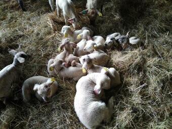 G�te Sauvagny, 3 Pi�ces, 4 Personnes - Fr-1-489-13