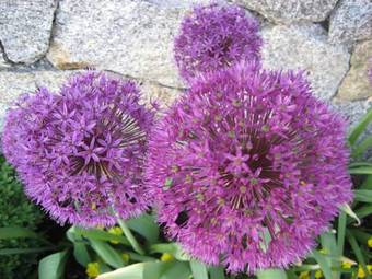 Bed & Breakfast Garni Appartment Wagnerhof