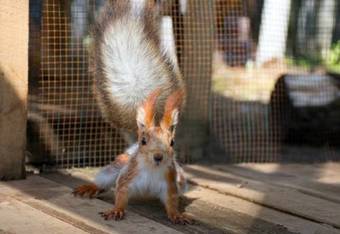 Shishki Na Lampushke