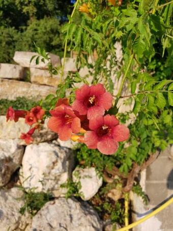 Bed & Breakfast Taillefer