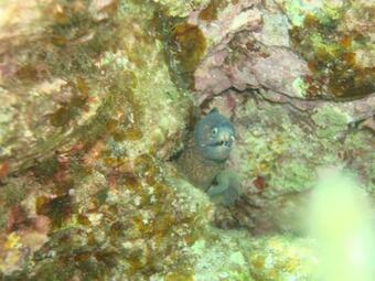 Apartamento Mer & Soleil