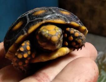 Noe And Amas Beautiful Apartment At El Nazareno, La Chorrera