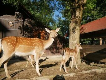 Hostal Penzion Obora