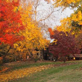 Apartamentos Forest Lodge Chalets