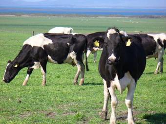 Prom Gate Vista Cabins