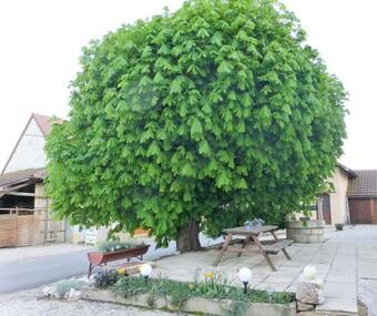 Hostal Chambres D'h�te Le Marronnier